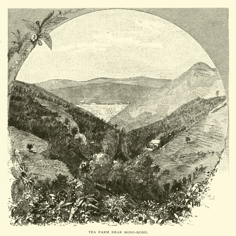 Tea Farm Near Hong Kong by American School