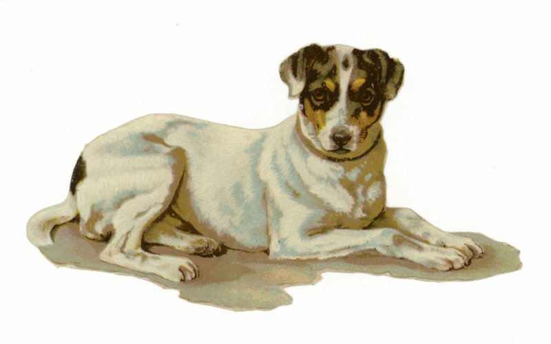 Young Dog Lying Down by American School