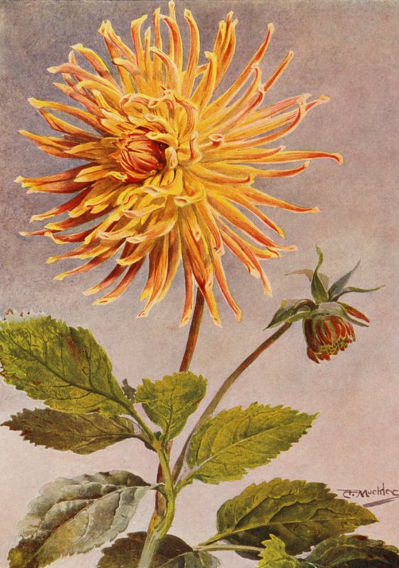 Cactus Dahlia Mrs H L Brousson, Colour, fawn, with a suffusion of Scarlet Crimson by Angelo Fairfax Muckley