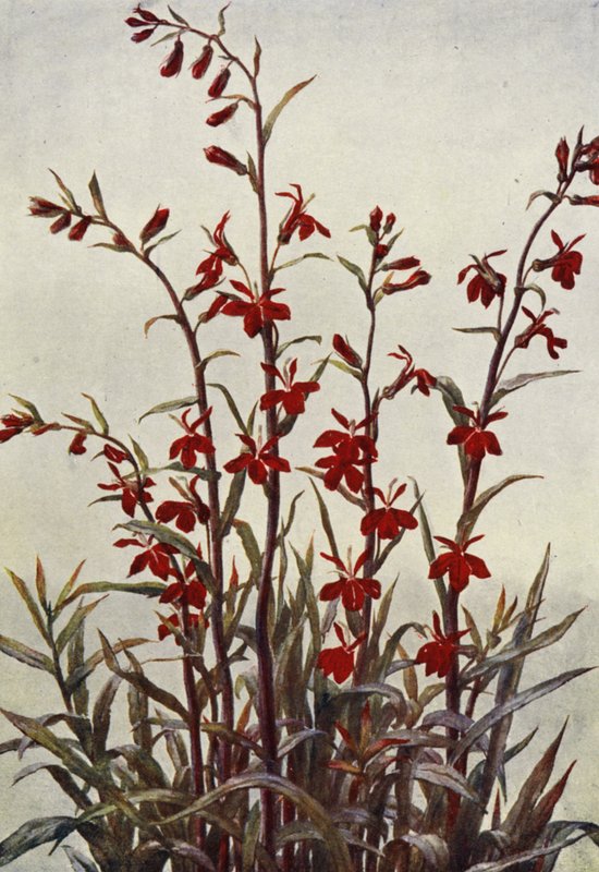 Lobelia Cardinals by Angelo Fairfax Muckley