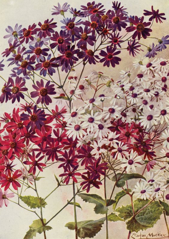 Star Cinerarias by Angelo Fairfax Muckley
