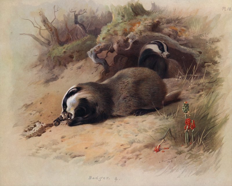 Badger by Archibald Thorburn