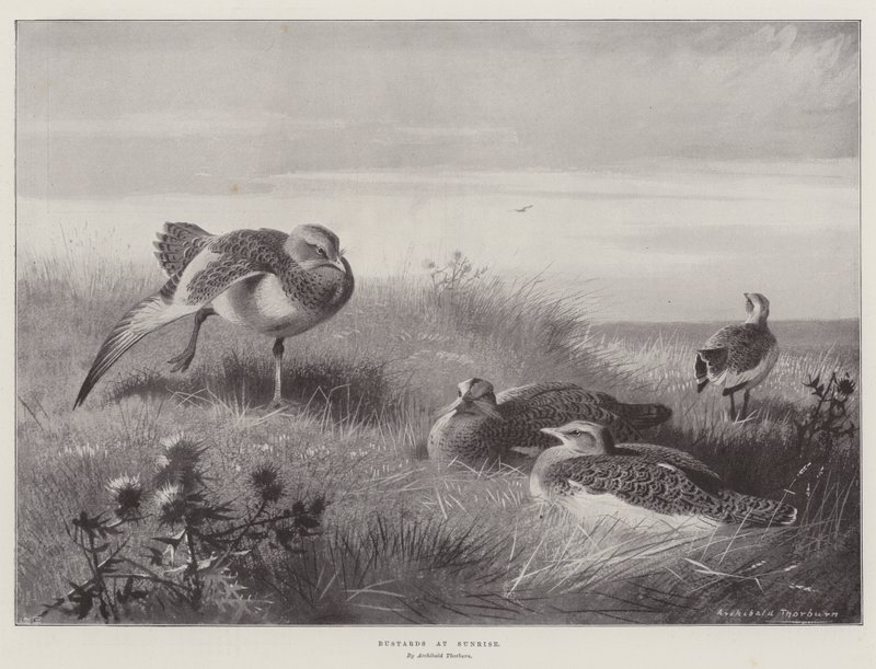 Bustards at Sunrise by Archibald Thorburn