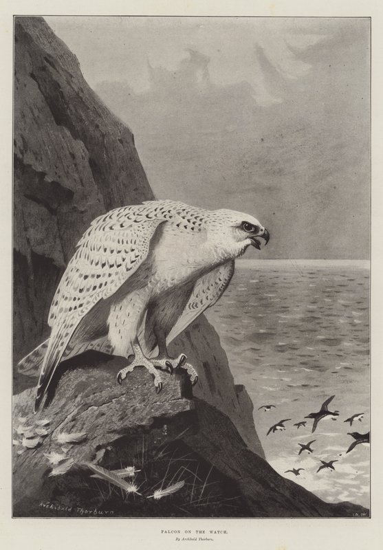 Falcon on the Watch by Archibald Thorburn