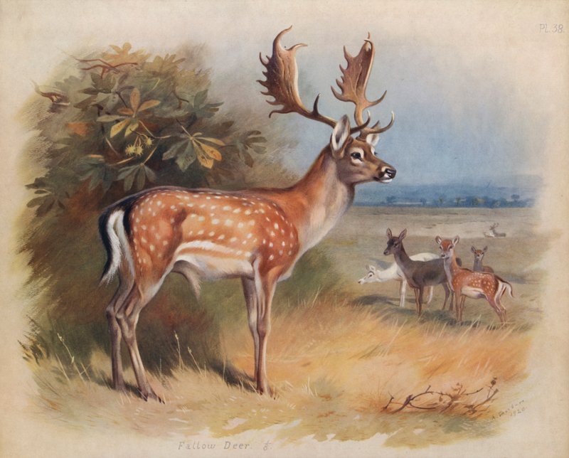 Fallow Deer by Archibald Thorburn