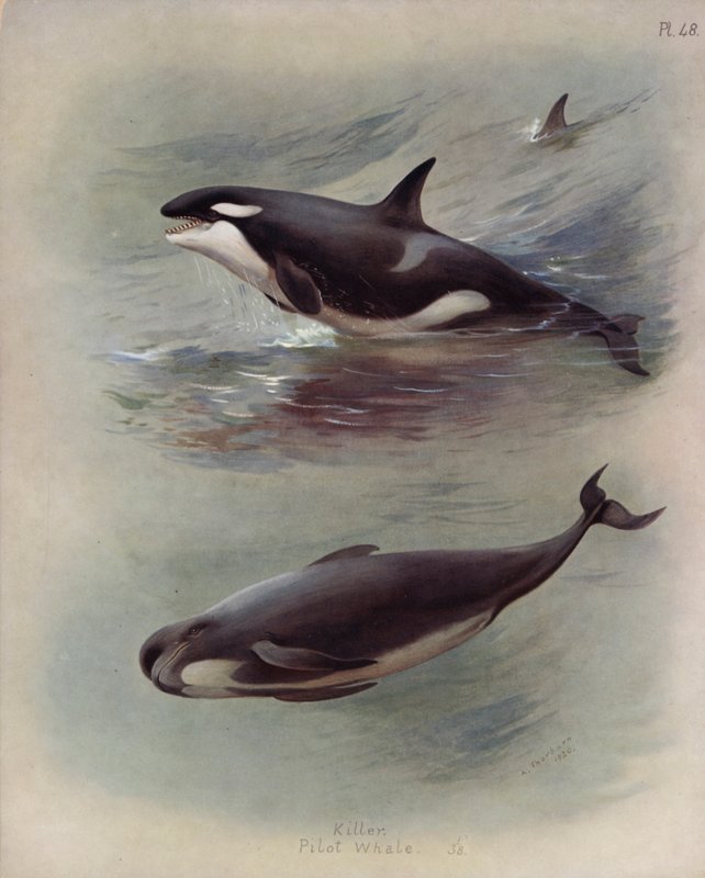 Killer, Pilot Whale by Archibald Thorburn