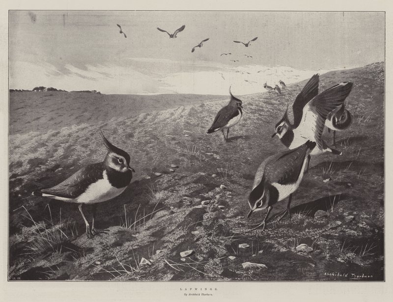 Lapwings by Archibald Thorburn