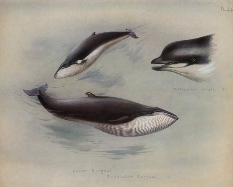 Lesser Rorqual, Rudolphis Rorqual, Bottle-nosed Whale by Archibald Thorburn