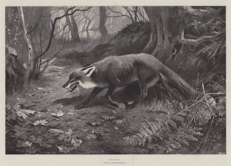 Spent by Archibald Thorburn