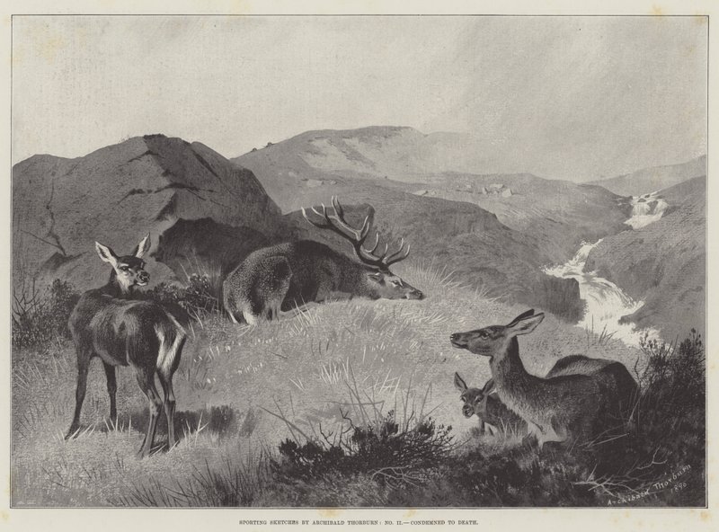 Sporting Sketches, Condemned to Death by Archibald Thorburn