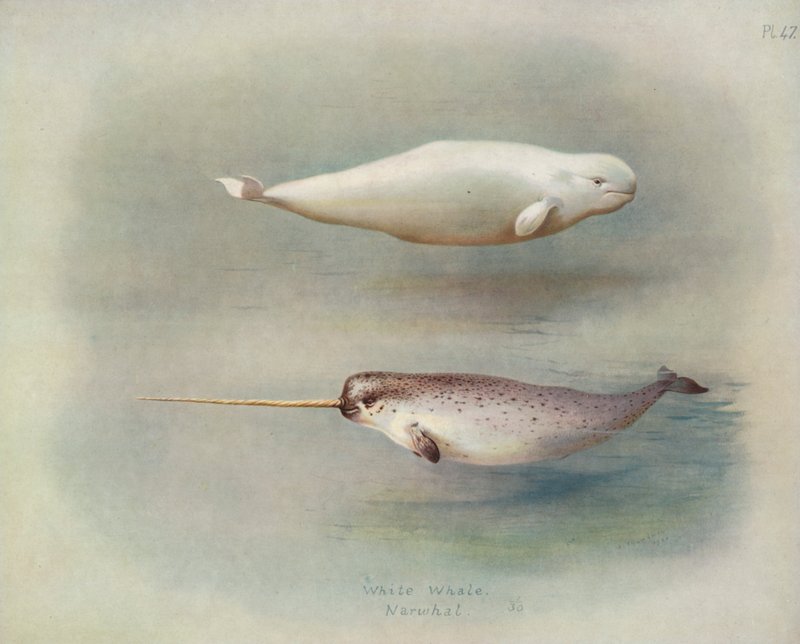 White Whale, Narwhal by Archibald Thorburn
