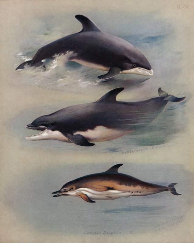 White-beaked Dolphin, Bottle-nosed Dolphin, Common Dolphin by Archibald Thorburn