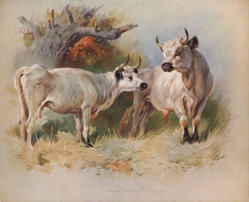 Wild Cattle, Cadzow by Archibald Thorburn