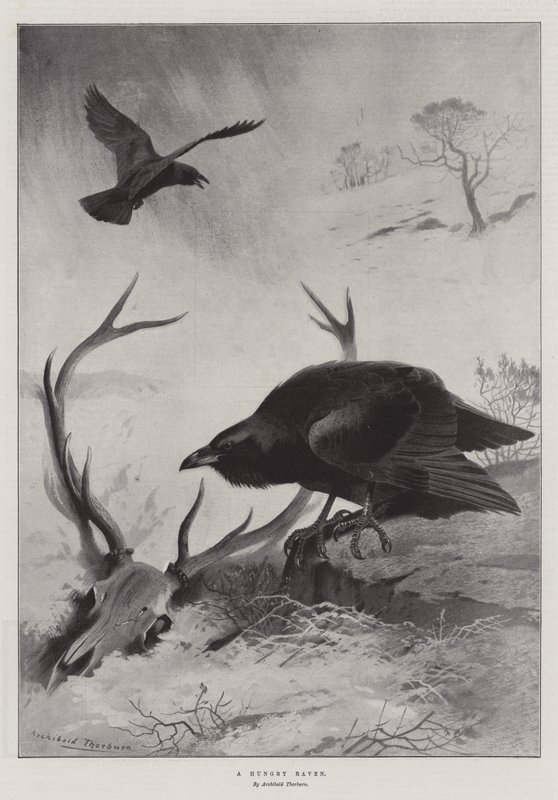 A Hungry Raven by Archibald Thorburn