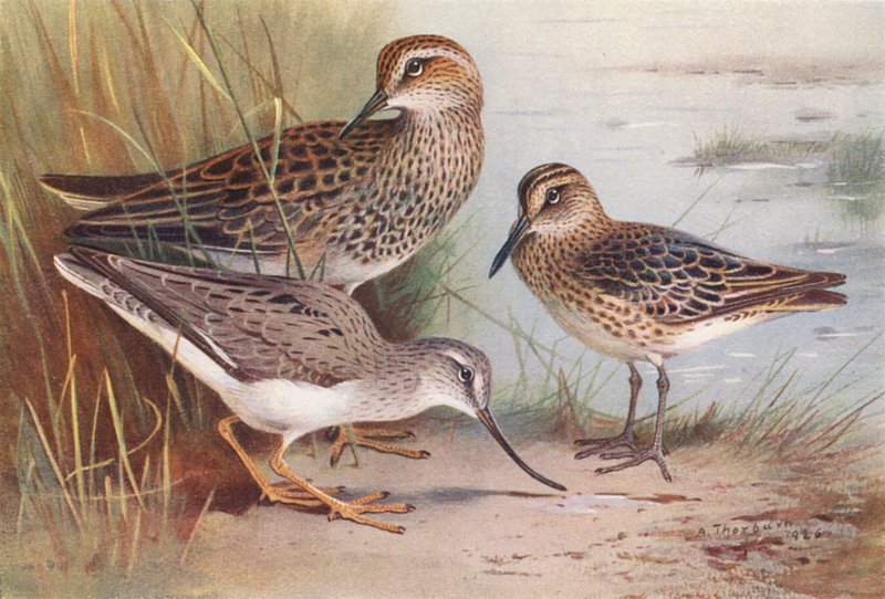 American Pectoral Sandpiper, Broad-Billed Sandpiper, Terek Sandpiper by Archibald Thorburn