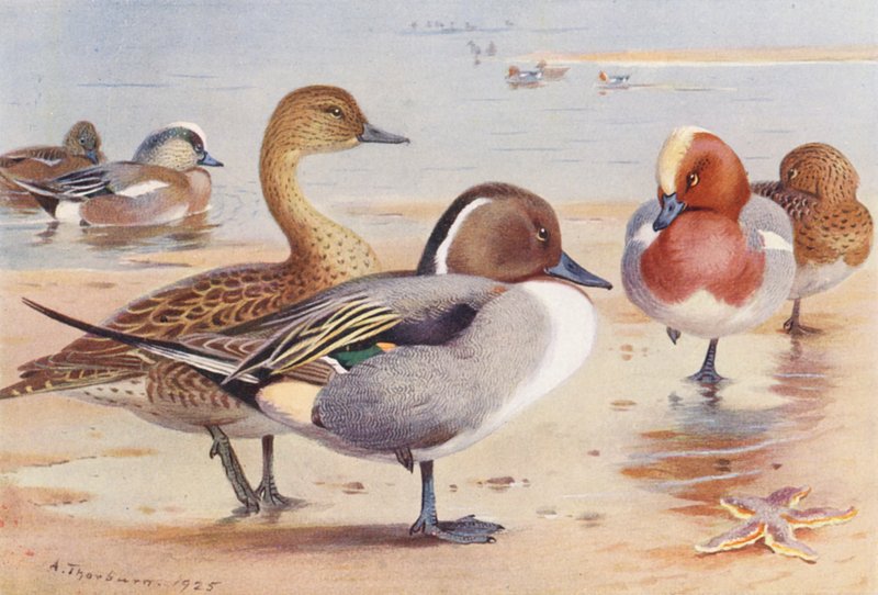 American Wigeon (male and female), Pintail (male and female), Wigeon (male and female) by Archibald Thorburn