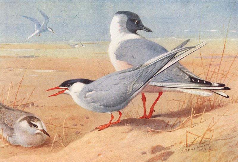 Arctic Tern (adult and young), Bonaparte