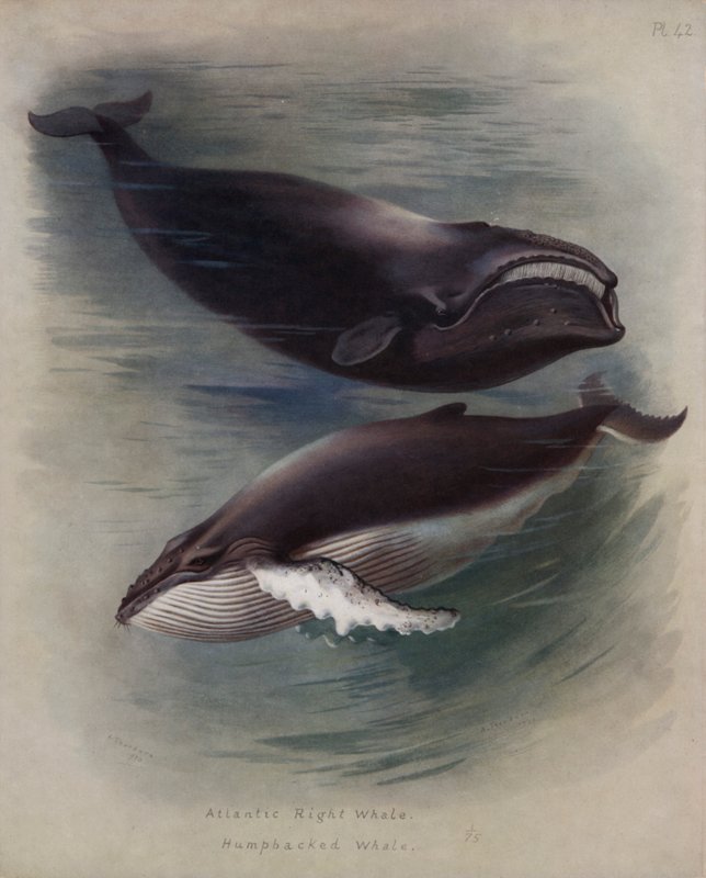 Atlantic Right Whale, Humpbacked Whale by Archibald Thorburn