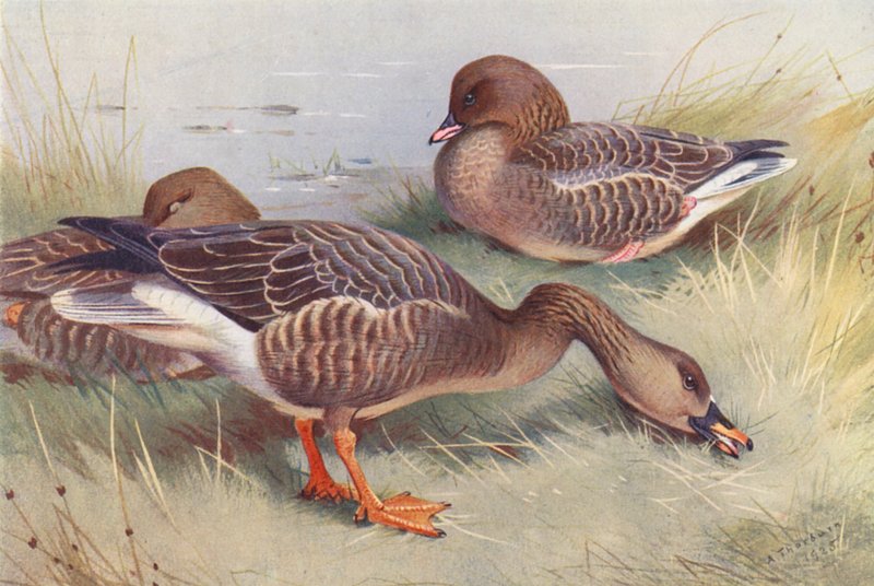 Bean-Goose, Pink-Footed Goose by Archibald Thorburn