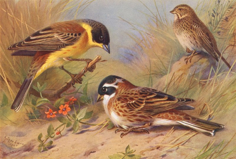 Black-Headed Bunting, Corn-Bunting, Rustic Bunting by Archibald Thorburn