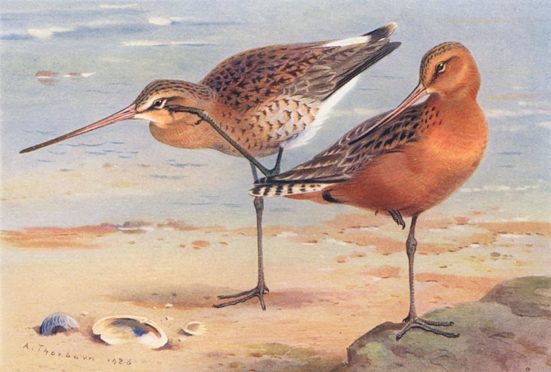Black-Tailed Godwit (summer), Bar-Tailed Godwit (summer) by Archibald Thorburn