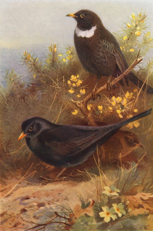 Black Bird (male and female), Ring-Ouzel by Archibald Thorburn