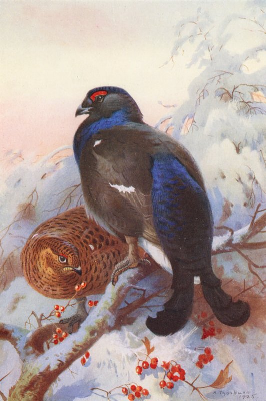 Black Grouse (male and female) by Archibald Thorburn
