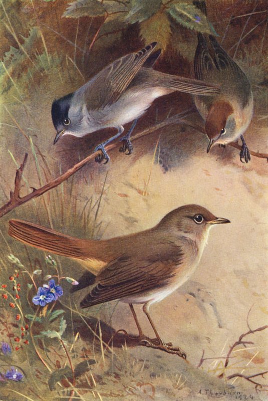 Blackcap (male and female), Nightingale by Archibald Thorburn