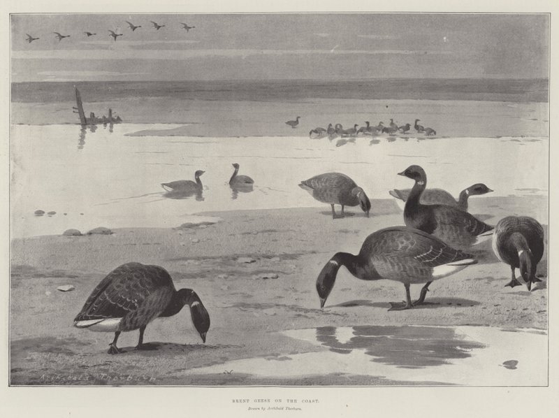 Brent Geese on the Coast by Archibald Thorburn