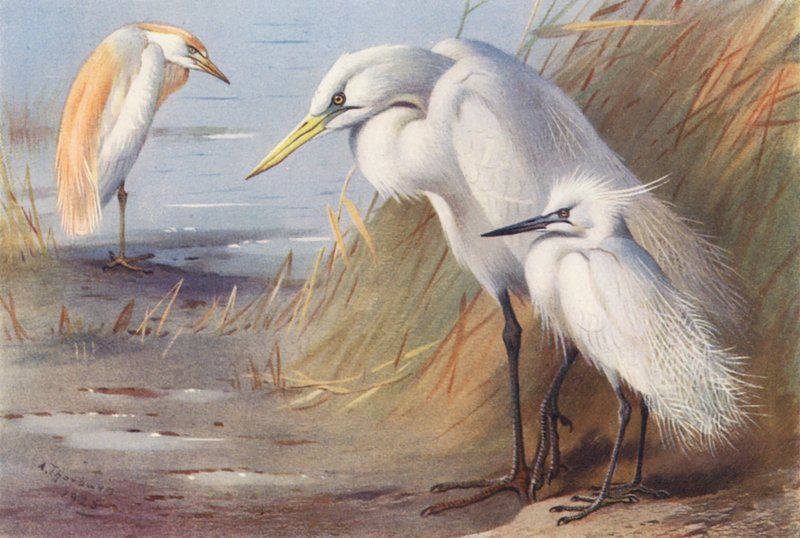 Buff-Backed Heron, Great White Heron, Little Egret by Archibald Thorburn