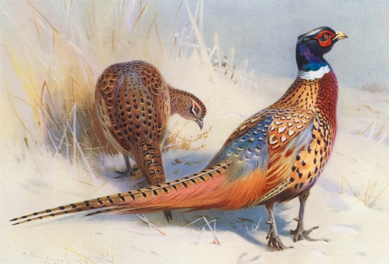 Chinese Ring-Necked Pheasant (male and female) by Archibald Thorburn