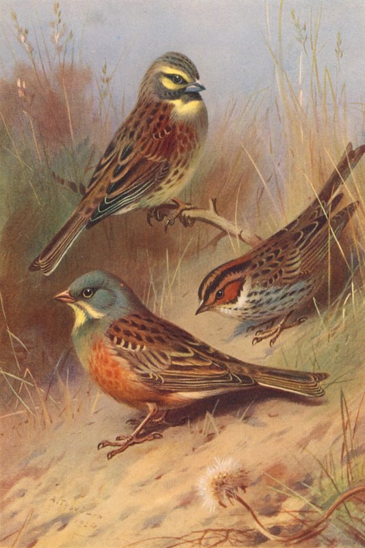 Cirl Bunting, Little Bunting, Ortolan by Archibald Thorburn