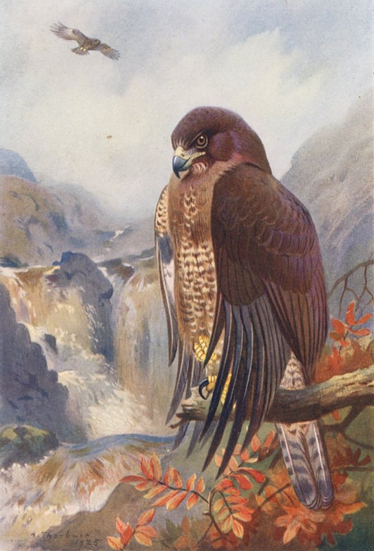 Common Buzzard by Archibald Thorburn