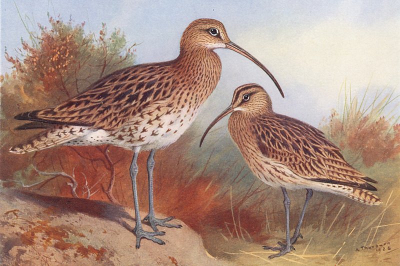 Common Curlew, Whimbrel by Archibald Thorburn