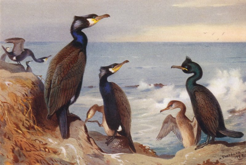 Cormorant (adult and immature), Shag (adult and immature) by Archibald Thorburn