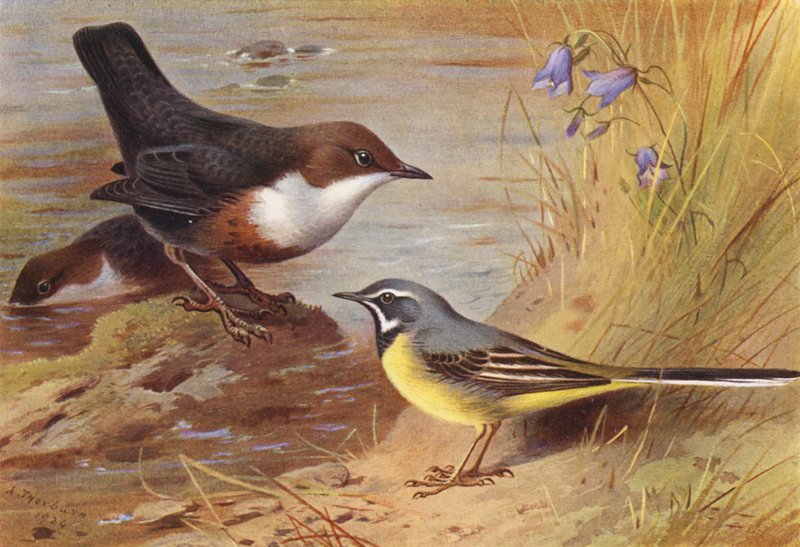 Dipper, Grey Wagtail by Archibald Thorburn