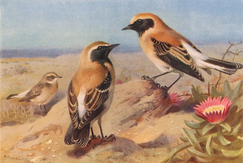 Eastern Pied Wheatear (female), Black-Throated Wheatear, Desert-Wheatear by Archibald Thorburn
