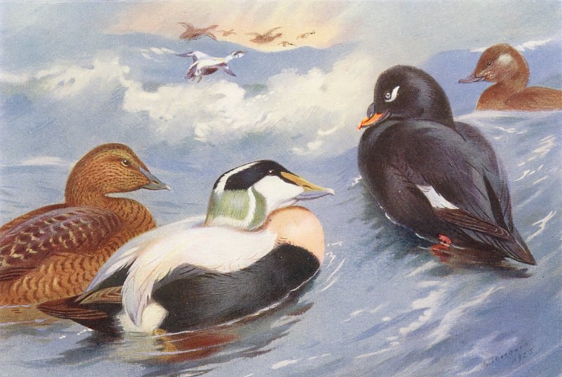 Eider Duck (male and female), Velvet-Scoter (male and female) by Archibald Thorburn
