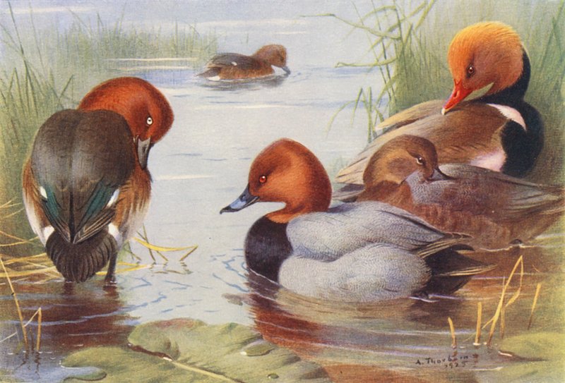 Ferruginous Duck (male and female), Common Pochard (male and female), Red-Crested Pochard by Archibald Thorburn