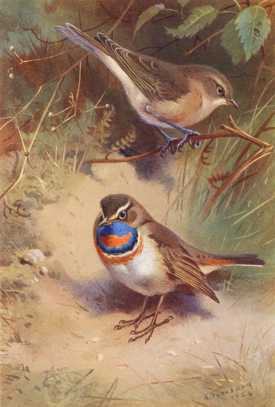 Garden-Warbler, Arctic Bluethroat by Archibald Thorburn