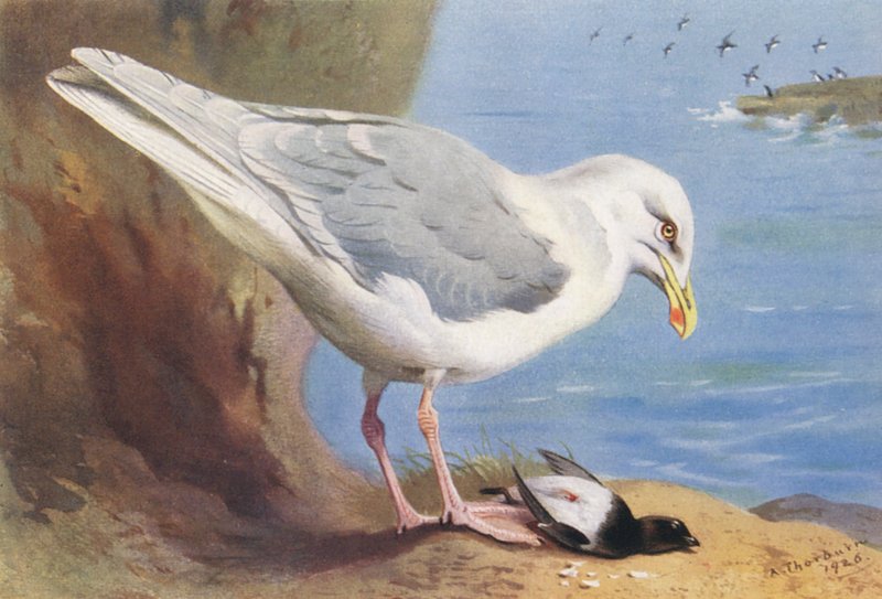 Glaucous Gull, Little Auk (summer) by Archibald Thorburn