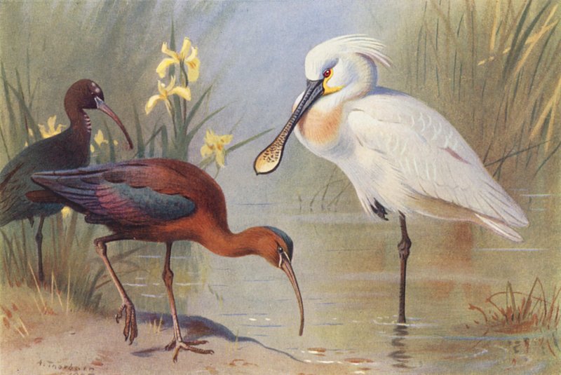 Glossy Ibis (adult and immature), Spoonbill by Archibald Thorburn