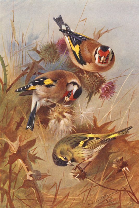 Goldfinch, Siskin by Archibald Thorburn