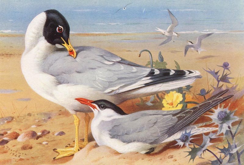 Great Black-Headed Gull, Caspian Tern by Archibald Thorburn