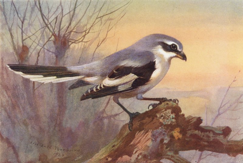 Great Grey Shrike by Archibald Thorburn