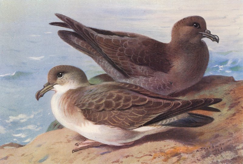Great Shearwater, Sooty Shearwater by Archibald Thorburn
