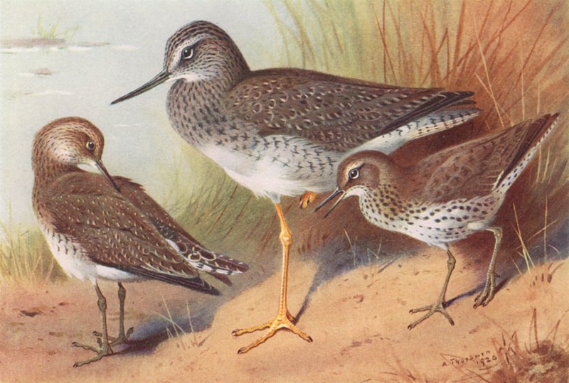 Greater Yellowshank, Solitary Sandpiper, Spotted Sandpiper by Archibald Thorburn