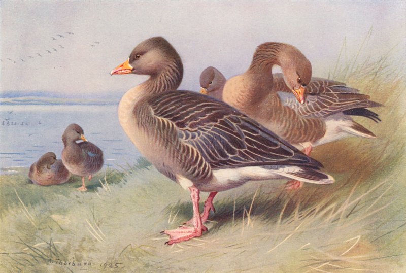 Grey Lag-Goose by Archibald Thorburn