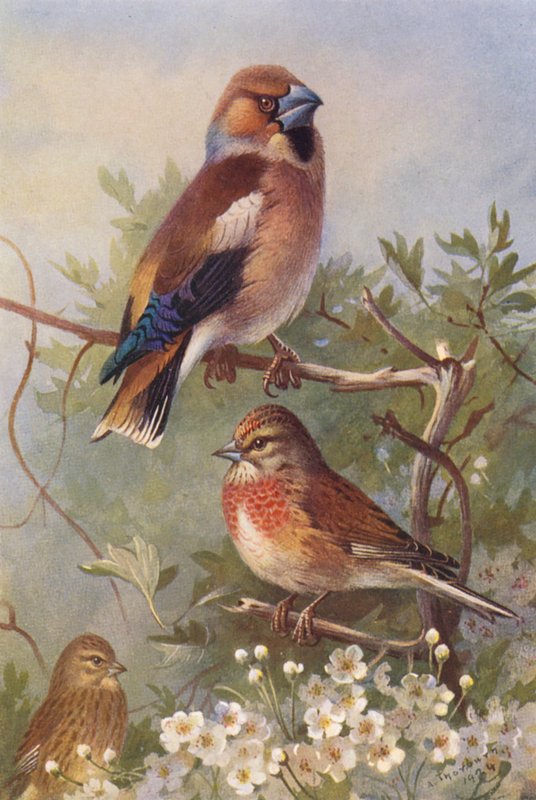 Hawfinch, Linnet (male and female) by Archibald Thorburn