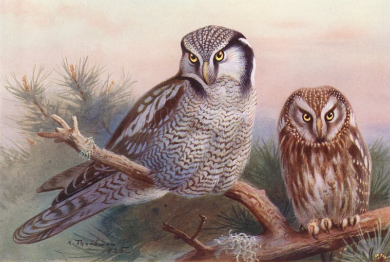 Hawk-Owl, Tengmalm